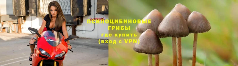 Галлюциногенные грибы Psilocybe  OMG зеркало  Надым 